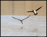 Goose_vs_Osprey.jpg